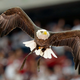 Image for article titled Today in on-the-nose symbolism: Bald eagles are terrorizing people with trash